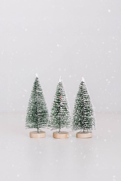 Enchanted Evergreens Collection