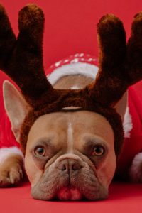 Santa's Sidekicks Collection - Image 3