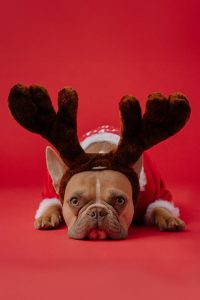 Santa's Sidekicks Collection - Image 2