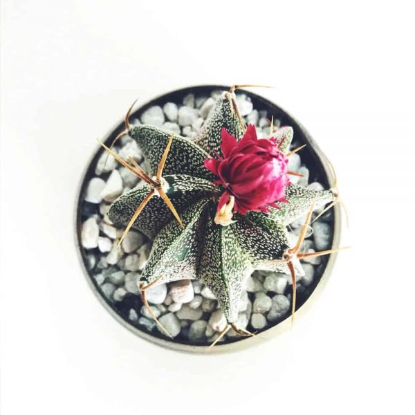Old Lady Cactus - Image 2